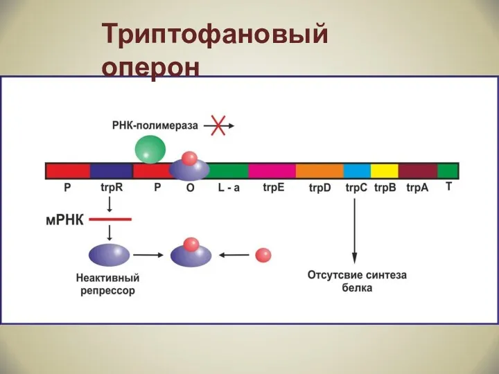 Триптофановый оперон