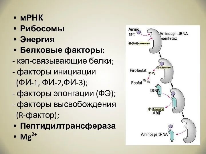 мРНК Рибосомы Энергия Белковые факторы: - кэп-связывающие белки; - факторы
