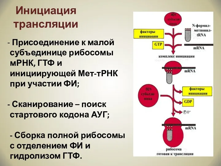 Инициация трансляции Присоединение к малой субъединице рибосомы мРНК, ГТФ и