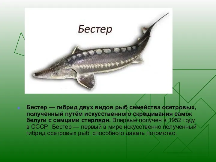 Бестер — гибрид двух видов рыб семейства осетровых, полученный путём искусственного скрещивания самок