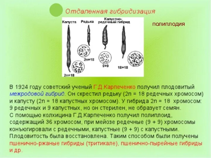 полиплодия полиплодия