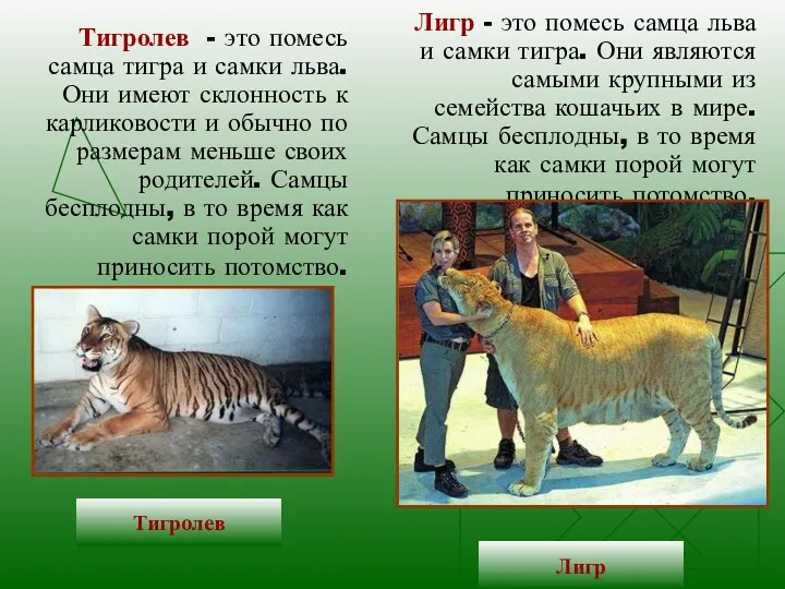 Лигр - это помесь самца льва и самки тигра. Они являются самыми крупными