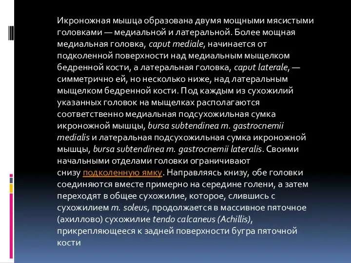 Икроножная мышца образована двумя мощными мясистыми головками — медиальной и