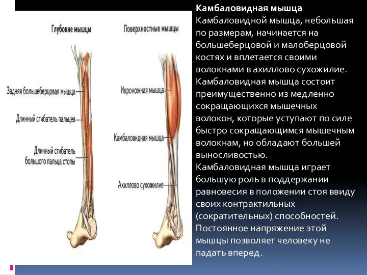 Камбаловидная мышца Камбаловидной мышца, небольшая по размерам, начинается на большеберцовой