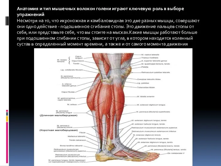 Анатомия и тип мышечных волокон голени играют ключевую роль в
