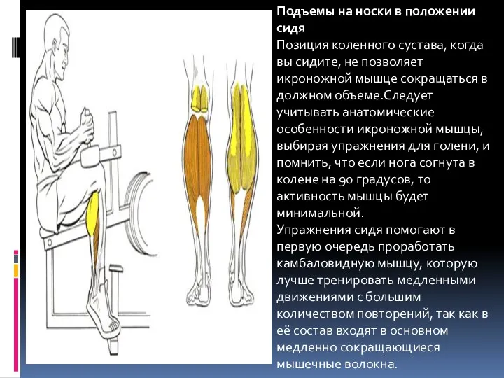 Подъемы на носки в положении сидя Позиция коленного сустава, когда