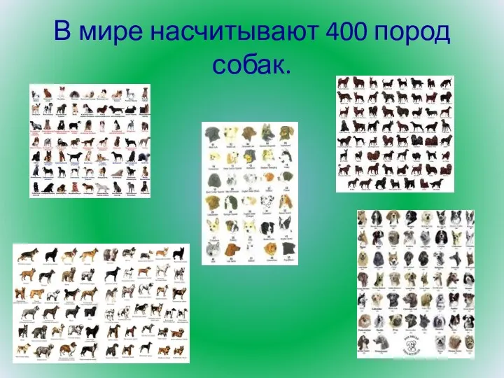 В мире насчитывают 400 пород собак.