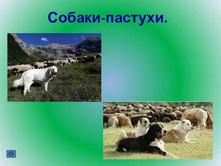 Собаки-пастухи.