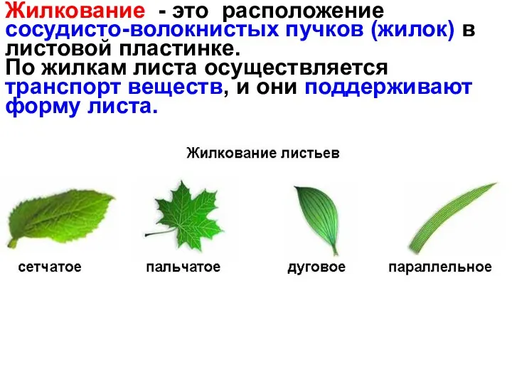 Жилкование - это расположение сосудисто-волокнистых пучков (жилок) в листовой пластинке.