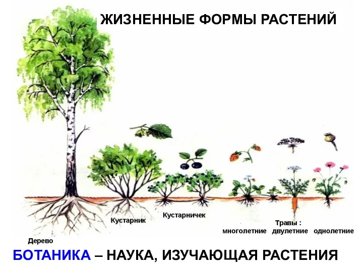 БОТАНИКА – НАУКА, ИЗУЧАЮЩАЯ РАСТЕНИЯ ЖИЗНЕННЫЕ ФОРМЫ РАСТЕНИЙ