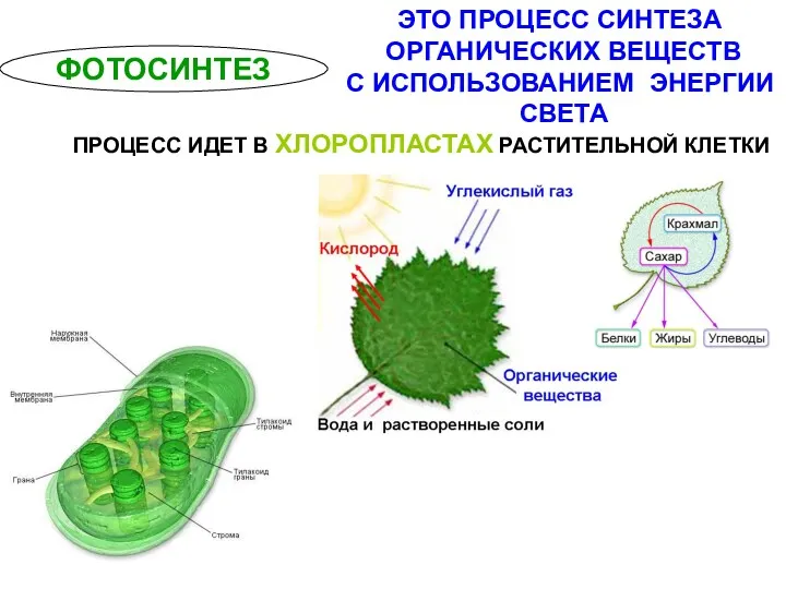 ФОТОСИНТЕЗ ЭТО ПРОЦЕСС СИНТЕЗА ОРГАНИЧЕСКИХ ВЕЩЕСТВ С ИСПОЛЬЗОВАНИЕМ ЭНЕРГИИ СВЕТА ПРОЦЕСС ИДЕТ В ХЛОРОПЛАСТАХ РАСТИТЕЛЬНОЙ КЛЕТКИ