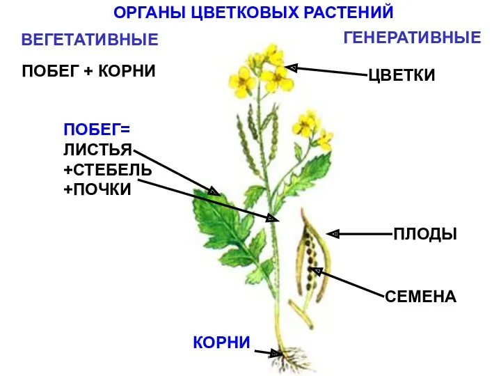 ОРГАНЫ ЦВЕТКОВЫХ РАСТЕНИЙ ВЕГЕТАТИВНЫЕ ГЕНЕРАТИВНЫЕ ПОБЕГ + КОРНИ ЦВЕТКИ ПЛОДЫ СЕМЕНА ПОБЕГ= ЛИСТЬЯ +СТЕБЕЛЬ +ПОЧКИ КОРНИ