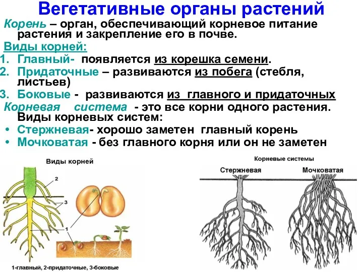 Вегетативные органы растений Корень – орган, обеспечивающий корневое питание растения