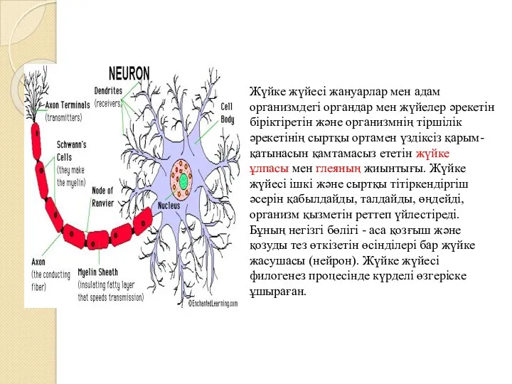 Жүйке жүйесі жануарлар мен адам организмдегі органдар мен жүйелер әрекетін біріктіретін және организмнің