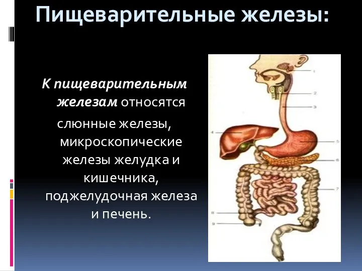Пищеварительные железы: К пищеварительным железам относятся слюнные железы, микроскопические железы