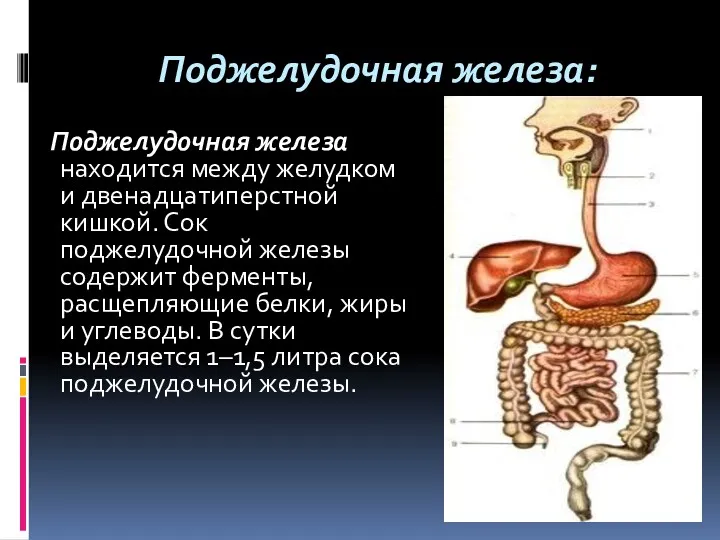 Поджелудочная железа: Поджелудочная железа находится между желудком и двенадцатиперстной кишкой.