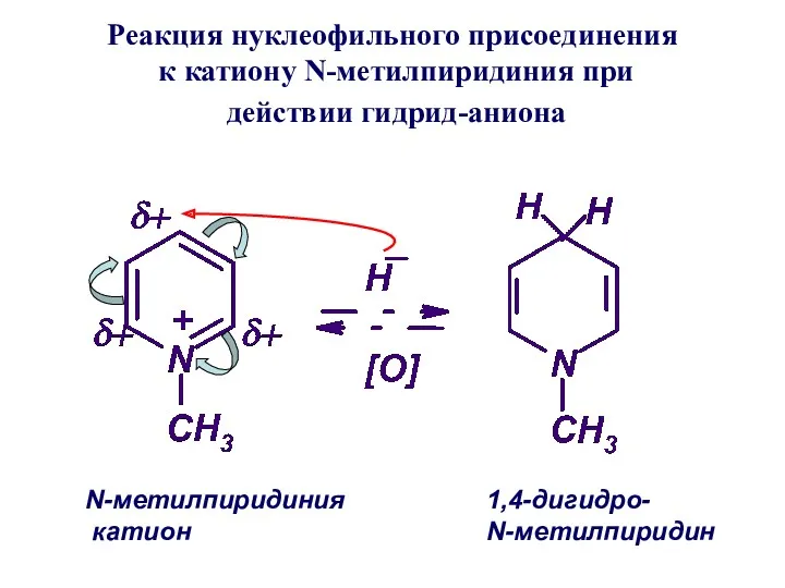 Реакция нуклеофильного присоединения к катиону N-метилпиридиния при действии гидрид-аниона N-метилпиридиния катион 1,4-дигидро- N-метилпиридин