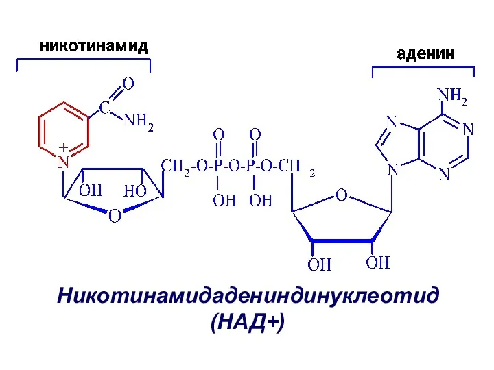 Никотинамидадениндинуклеотид (НАД+)