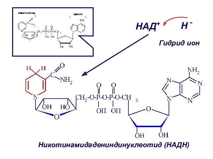 НАД+ H - Никотинамидадениндинуклеотид (НАДН) Гидрид ион