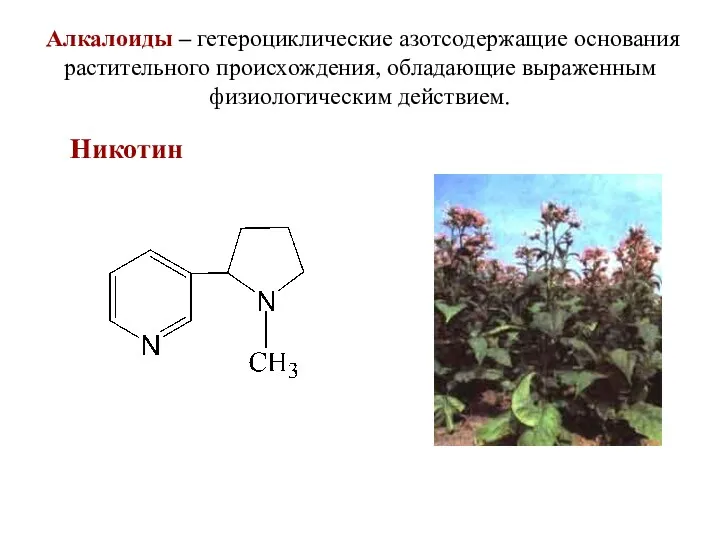 Алкалоиды – гетероциклические азотсодержащие основания растительного происхождения, обладающие выраженным физиологическим действием. Никотин
