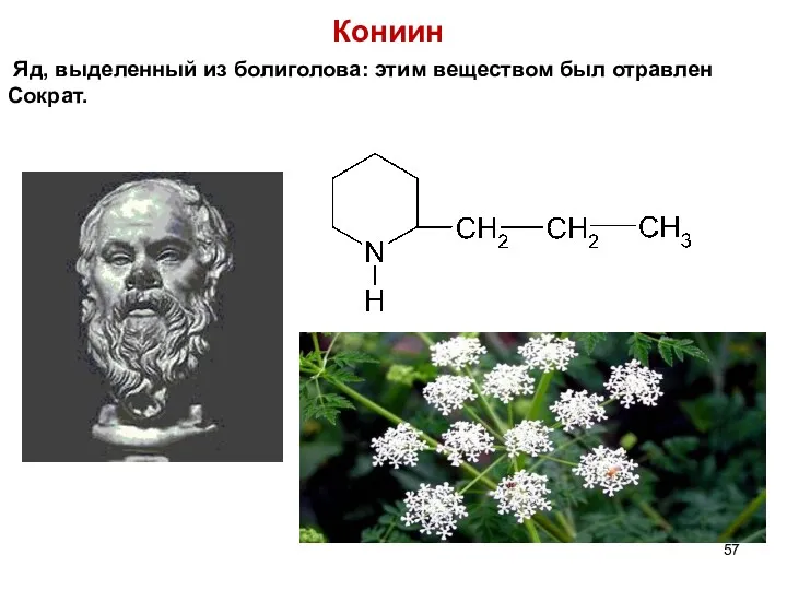 Кониин Яд, выделенный из болиголова: этим веществом был отравлен Сократ.