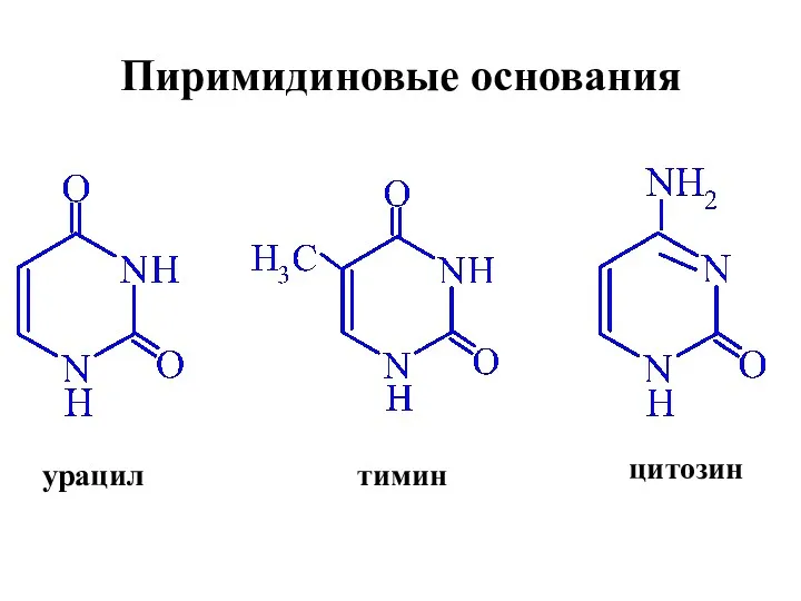 урацил тимин цитозин Пиримидиновые основания