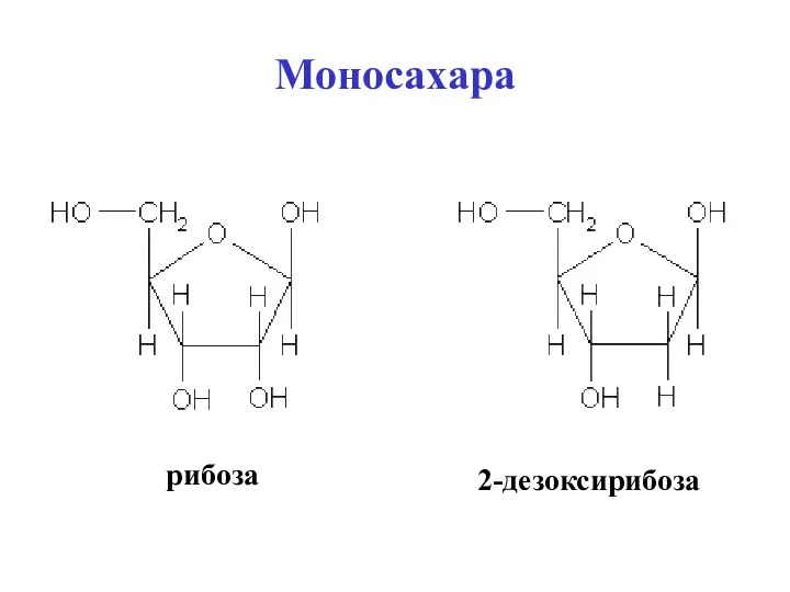 Моносахара рибоза 2-дезоксирибоза