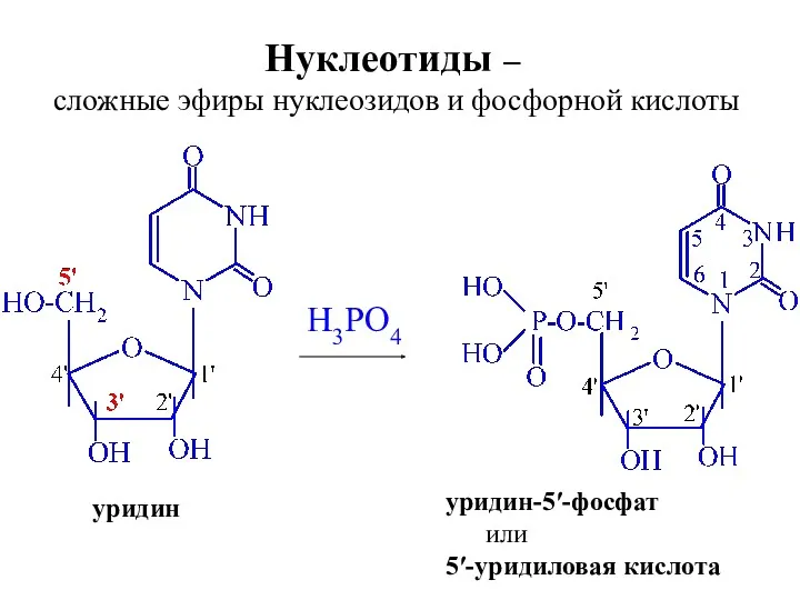 H3PO4 уридин уридин-5ʹ-фосфат или 5ʹ-уридиловая кислота Нуклеотиды – сложные эфиры нуклеозидов и фосфорной кислоты