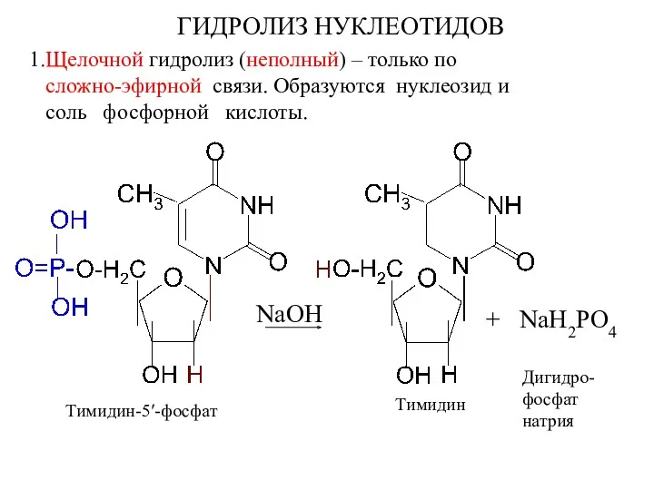 ГИДРОЛИЗ НУКЛЕОТИДОВ 1.Щелочной гидролиз (неполный) – только по сложно-эфирной связи. Образуются нуклеозид и