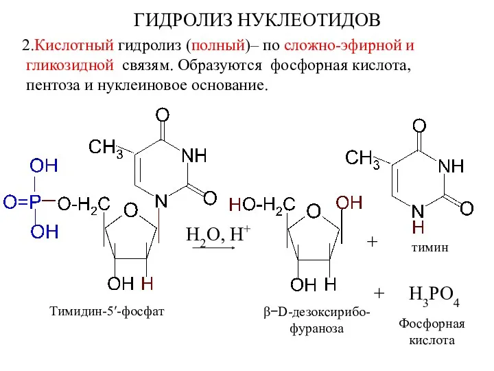 ГИДРОЛИЗ НУКЛЕОТИДОВ 2.Кислотный гидролиз (полный)– по сложно-эфирной и гликозидной связям. Образуются фосфорная кислота,