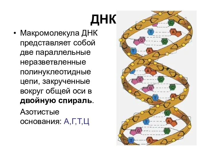 ДНК Макромолекула ДНК представляет собой две параллельные неразветвленные полинуклеотидные цепи, закрученные вокруг общей