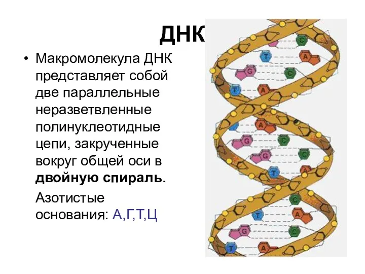 ДНК Макромолекула ДНК представляет собой две параллельные неразветвленные полинуклеотидные цепи,