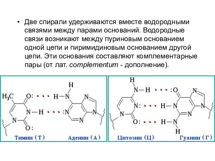 Две спирали удерживаются вместе водородными связями между парами оснований. Водородные