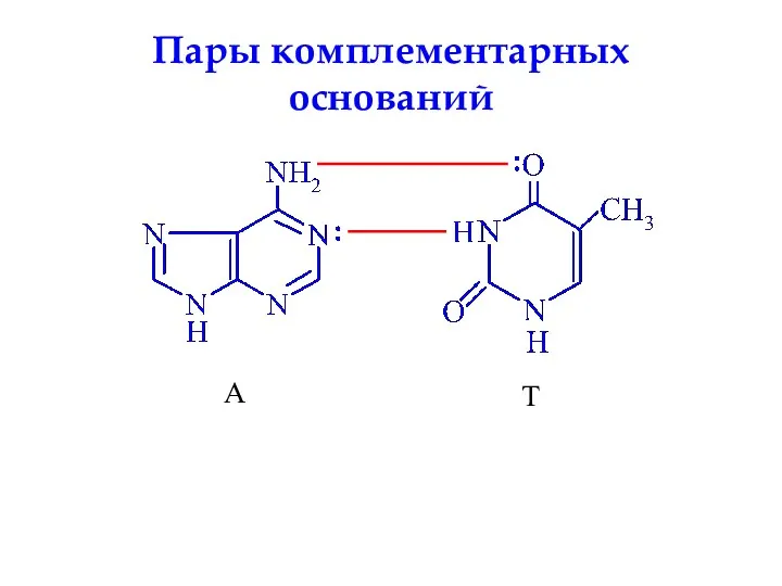 А Т Пары комплементарных оснований