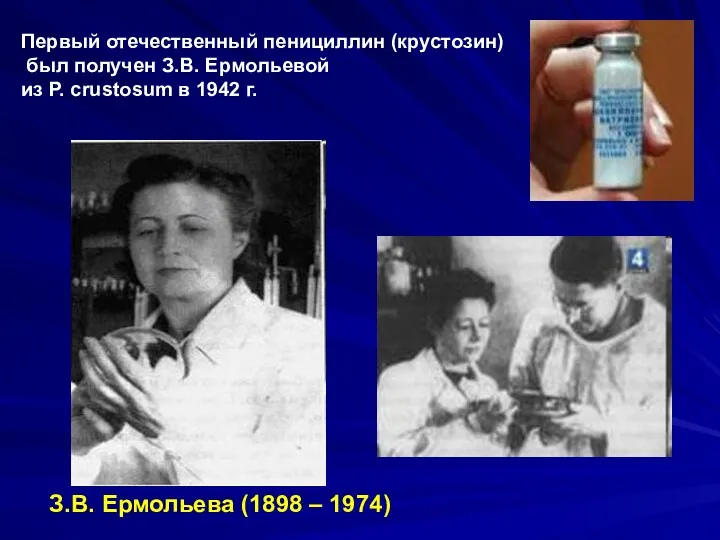 Первый отечественный пенициллин (крустозин) был получен З.В. Ермольевой из P.