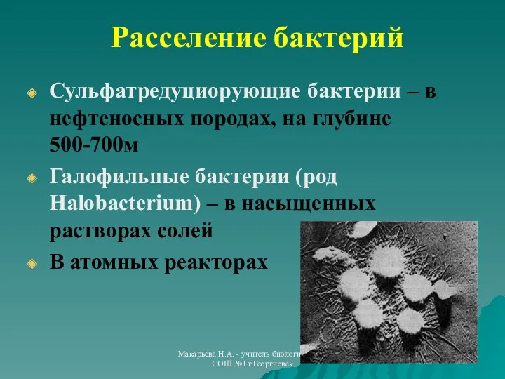 Макарьева Н.А. - учитель биологии МОУ СОШ №1 г.Георгиевск Расселение