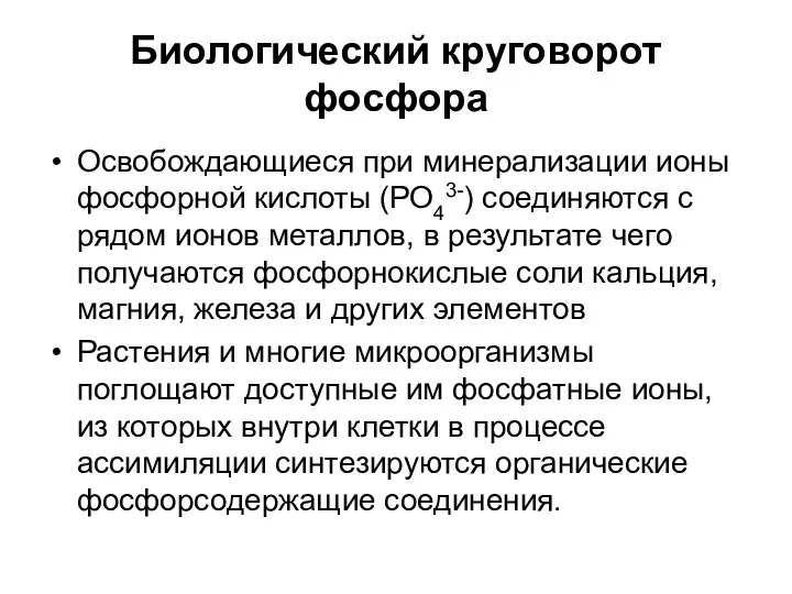 Биологический круговорот фосфора Освобождающиеся при минерализации ионы фосфорной кислоты (РО43-)