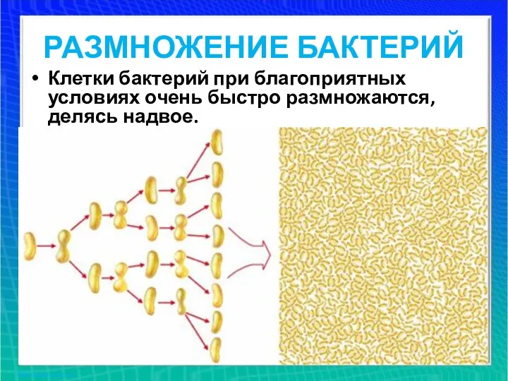 РАЗМНОЖЕНИЕ БАКТЕРИЙ Клетки бактерий при благоприятных условиях очень быстро размножаются, делясь надвое.