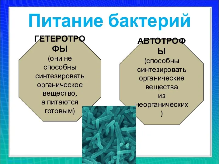 Питание бактерий ГЕТЕРОТРОФЫ (они не способны синтезировать органическое вещество, а