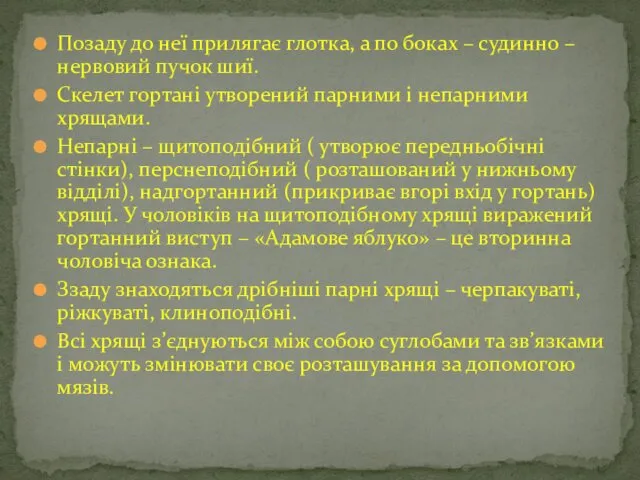 Позаду до неї прилягає глотка, а по боках – судинно