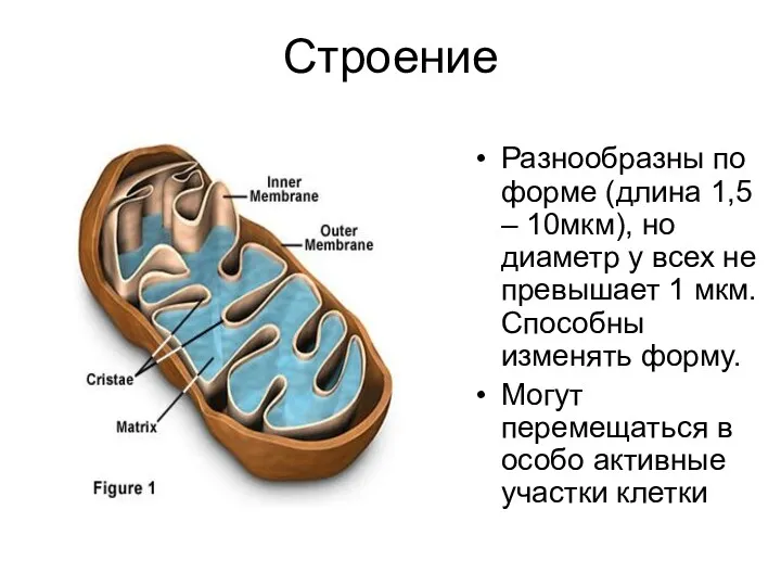 Строение Разнообразны по форме (длина 1,5 – 10мкм), но диаметр