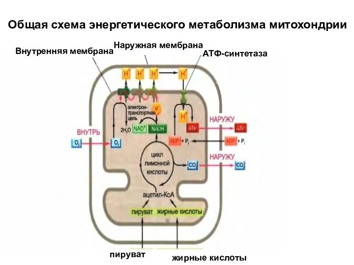 пируват жирные кислоты АТФ-синтетаза Наружная мембрана Внутренняя мембрана Общая схема энергетического метаболизма митохондрии