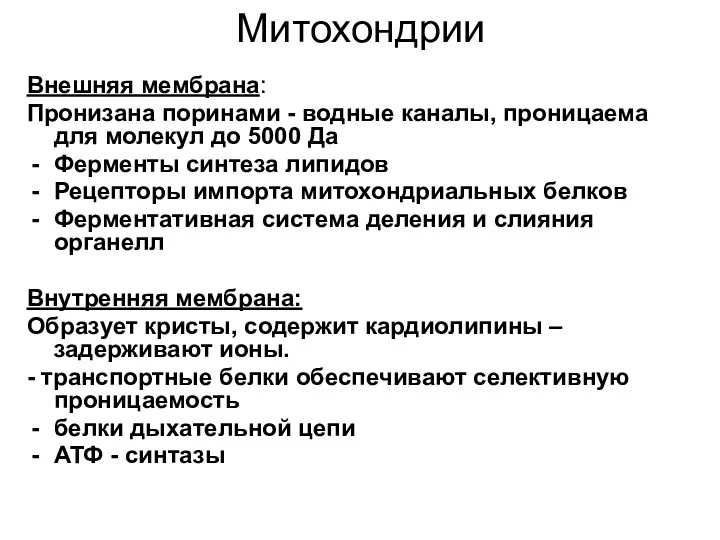 Митохондрии Внешняя мембрана: Пронизана поринами - водные каналы, проницаема для