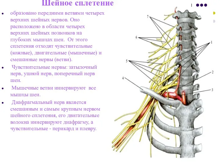 Шейное сплетение образовано передними ветвями четырех верхних шейных нервов. Оно