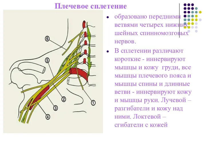 Плечевое сплетение образовано передними ветвями четырех нижних шейных спинномозговых нервов.