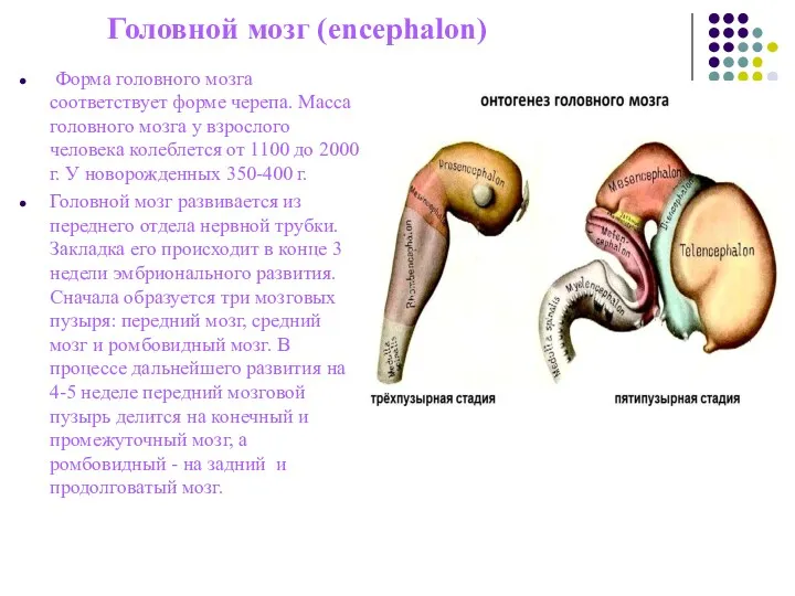 Головной мозг (encephalon) Форма головного мозга соответствует форме черепа. Масса