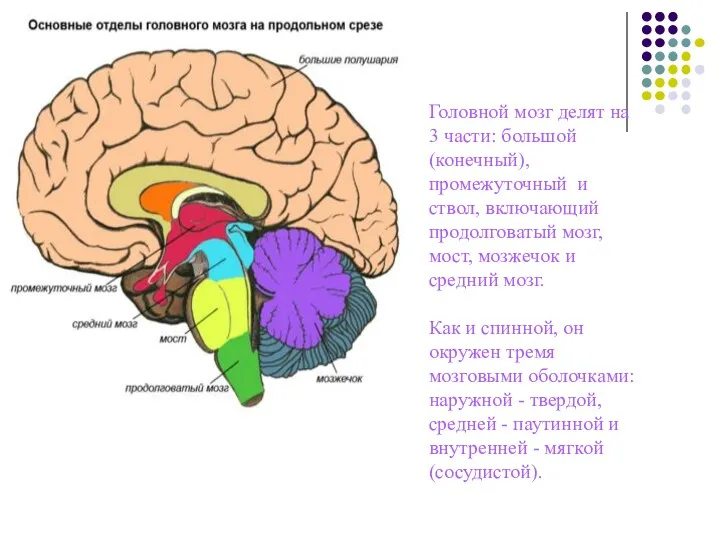 Головной мозг делят на 3 части: большой (конечный), промежуточный и