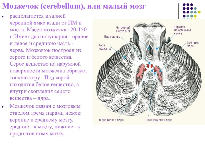 Мозжечок (cerebellum), или малый мозг располагается в задней черепной ямке