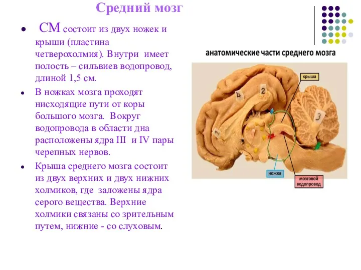 Средний мозг СМ состоит из двух ножек и крыши (пластина