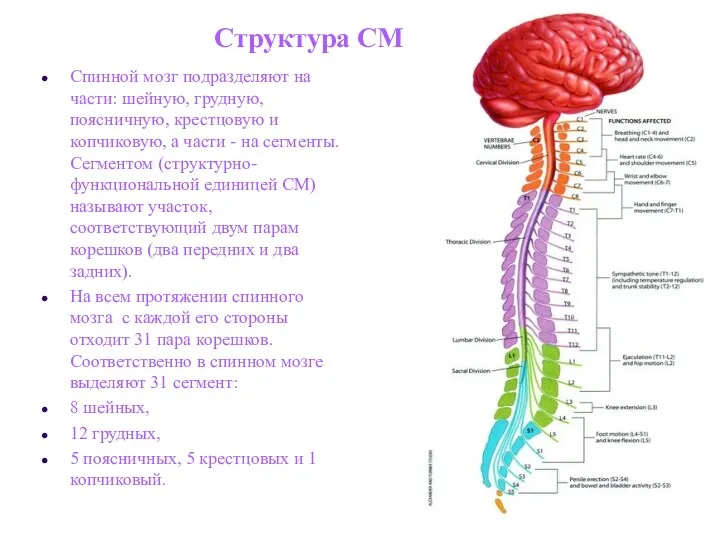 Структура СМ Спинной мозг подразделяют на части: шейную, грудную, поясничную,